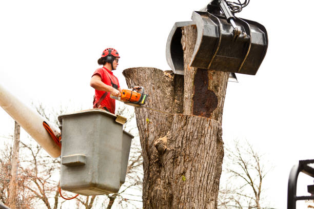 Trusted Lapwai, ID Tree Removal Services Experts